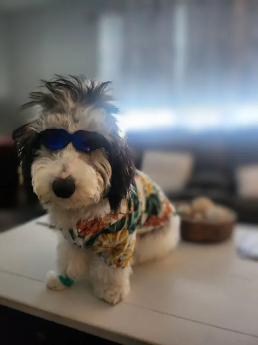 Perfect Pup Inc Picture 4