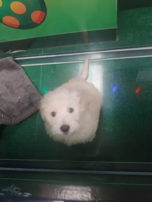 Perfect Pup Inc Picture 10