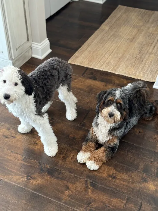 Perfect Pup Inc Picture 9