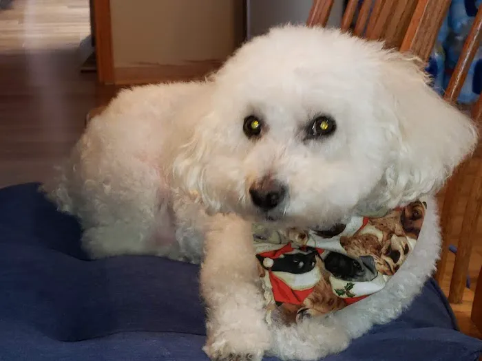 Perfect Pup Inc Picture 5