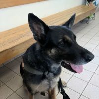 Battenkill Veterinary PC ico