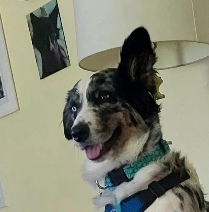 Battenkill Veterinary PC Picture 4