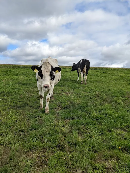 Battenkill Veterinary Bovine Picture 1