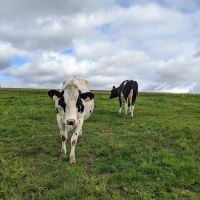 Battenkill Veterinary Bovine ico