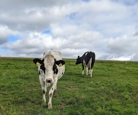 Battenkill Veterinary Bovine