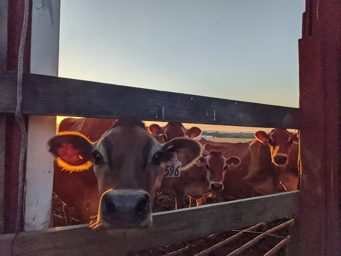 Battenkill Veterinary Bovine Picture 2