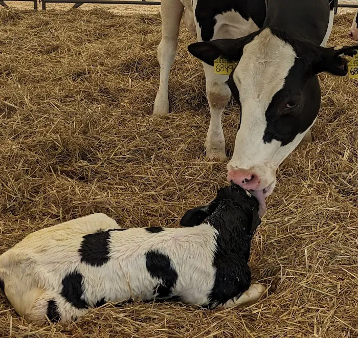 Battenkill Veterinary Bovine Picture 8