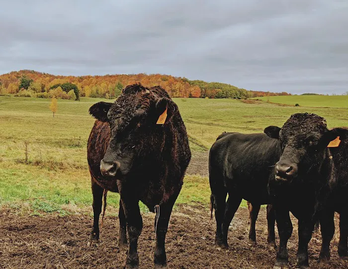 Battenkill Veterinary Bovine Picture 3