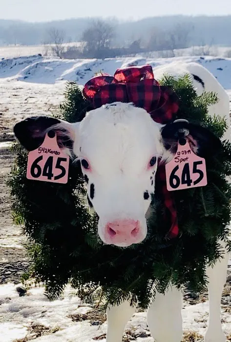 Battenkill Veterinary Bovine Picture 4