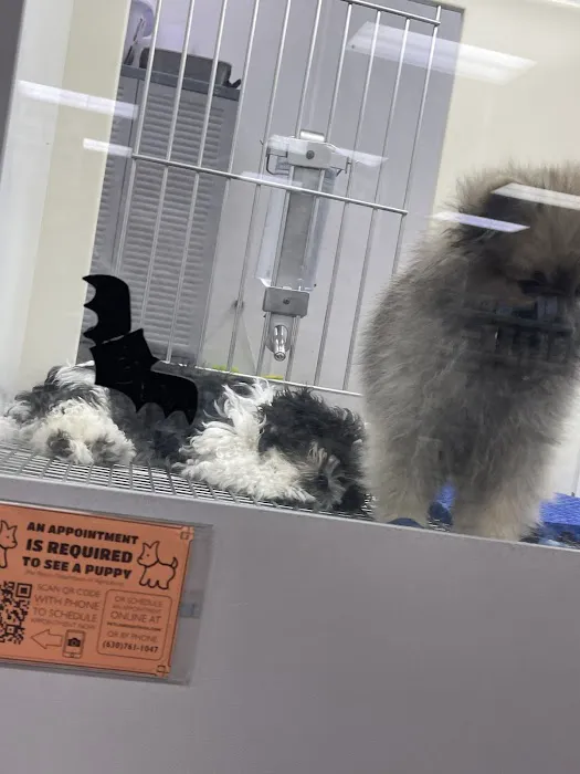 Petland Batavia Picture 4