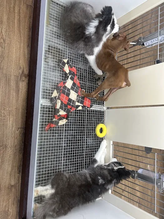Petland Batavia Picture 8