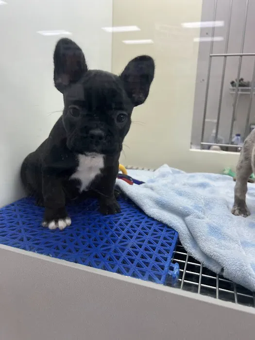 Petland Batavia Picture 2