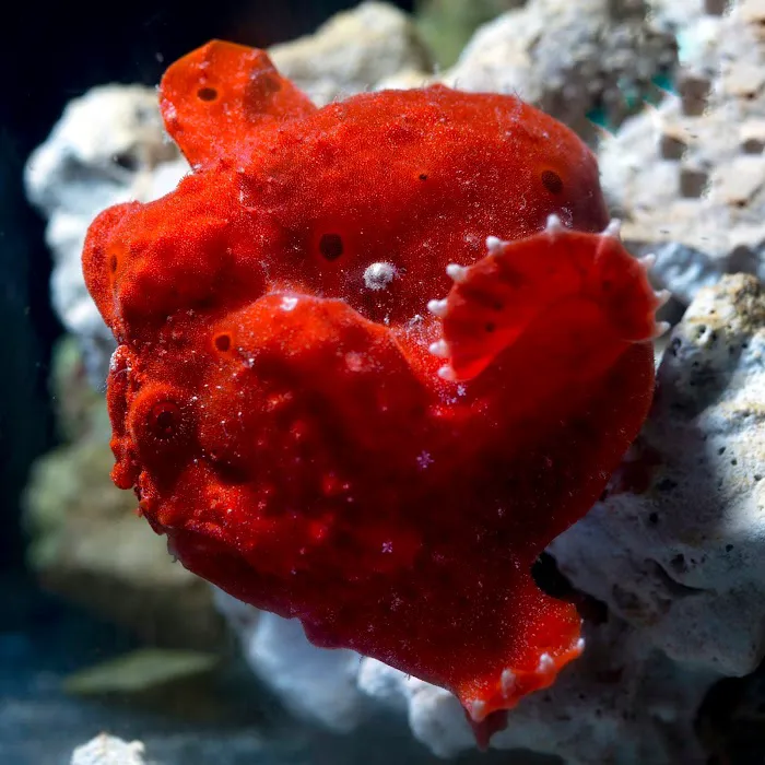 Reef Plus Picture 9