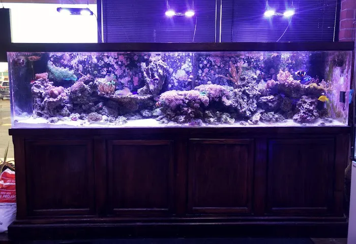 Reef Plus Picture 8