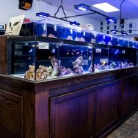 Reef Plus ico