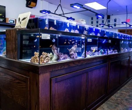 Reef Plus