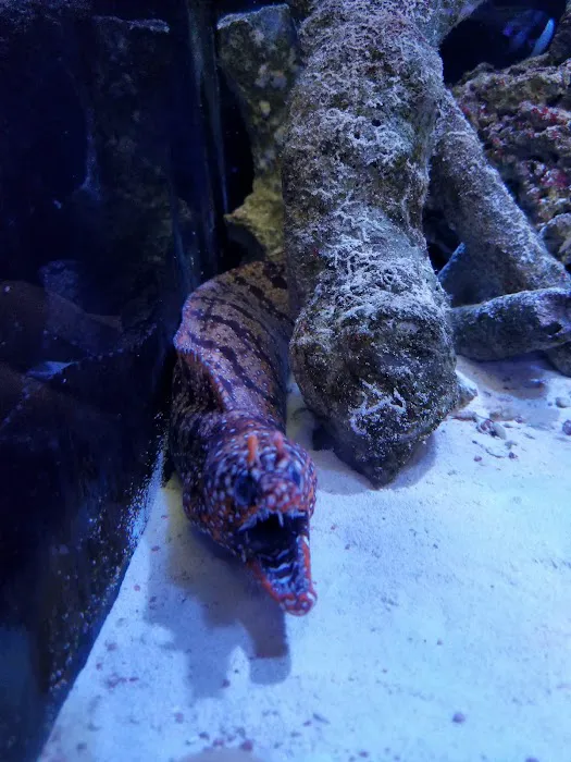 Reef Plus Picture 4