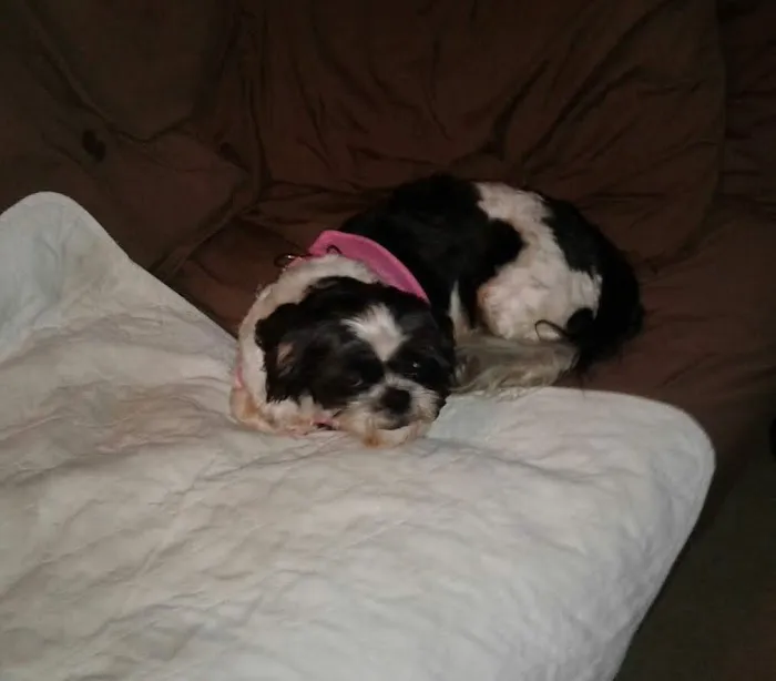 Hoof 'n' Paw Veterinary Services Picture 2