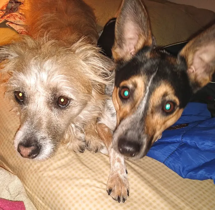 Hoof 'n' Paw Veterinary Services Picture 5