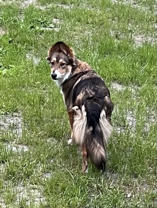 Hoof 'n' Paw Veterinary Services Picture 4