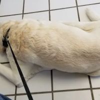 Limerick Veterinary Clinic ico