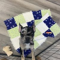 The Puppy Emporium ico
