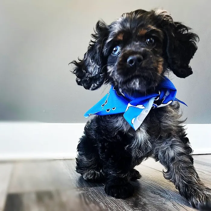 The Puppy Emporium Picture 9