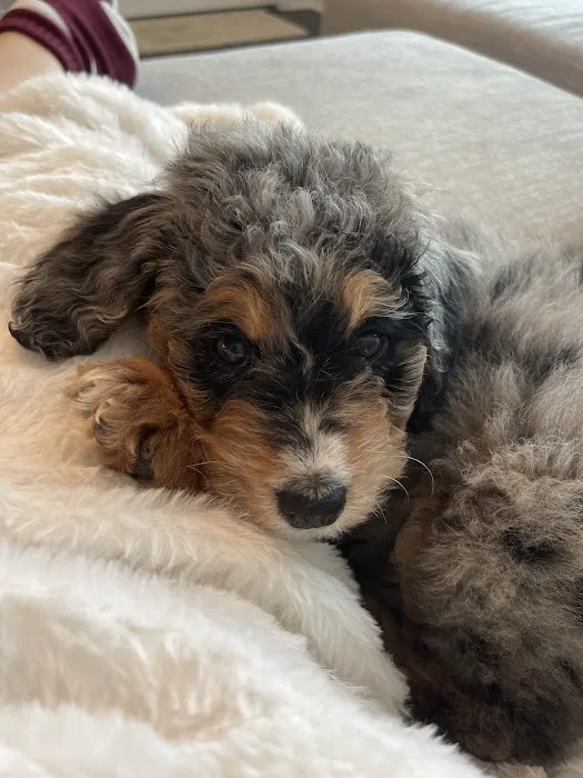 The Puppy Emporium Picture 6