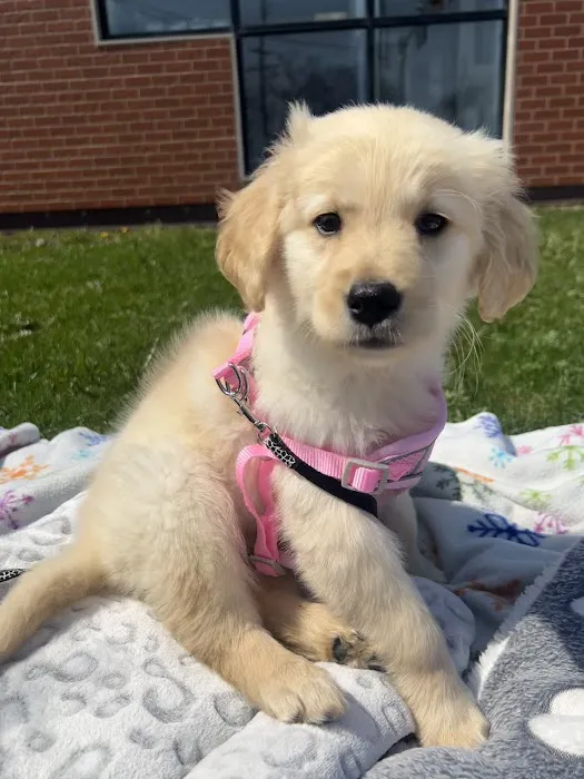 The Puppy Emporium Picture 4