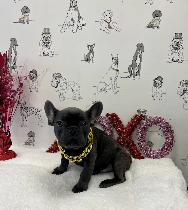The Puppy Emporium Picture 8