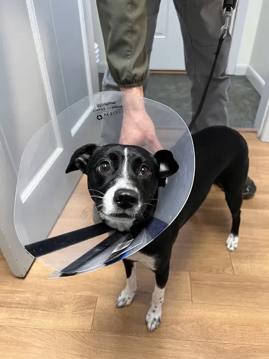 North Windham Animal Hospital Picture 1