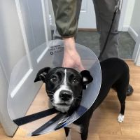 North Windham Animal Hospital ico