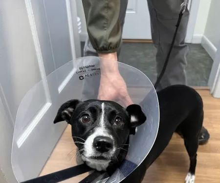North Windham Animal Hospital