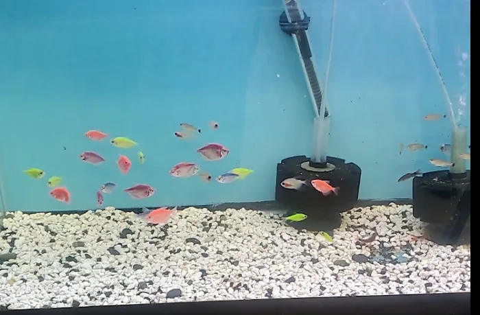 Fish and Friends Pets Picture 9