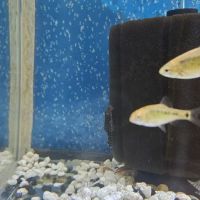 Fish and Friends Pets ico