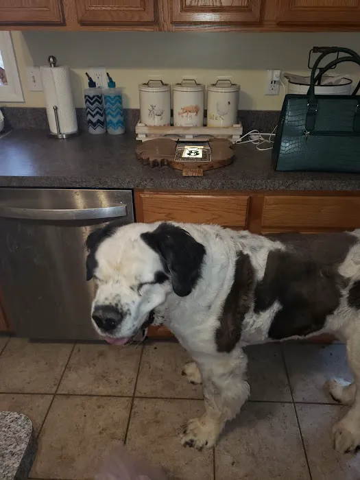 Green Valley Veterinary Services Picture 6