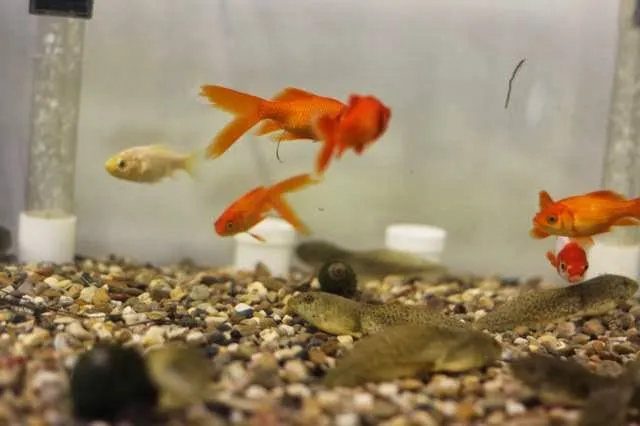 Koi and More Pond Shop Picture 7