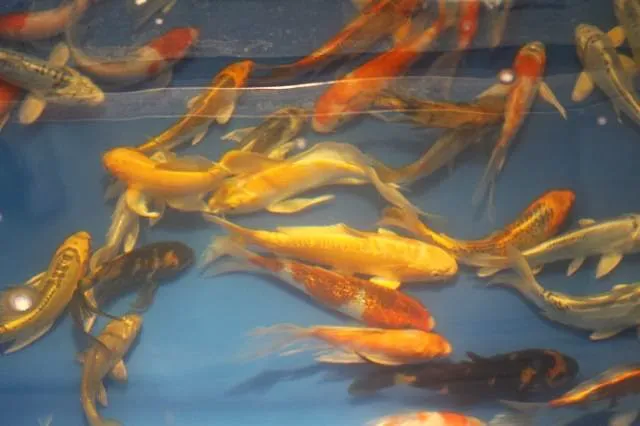 Koi and More Pond Shop Picture 2