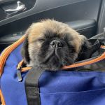 Willington Veterinary Center