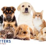 Critters Pet Shop