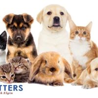 Critters Pet Shop ico
