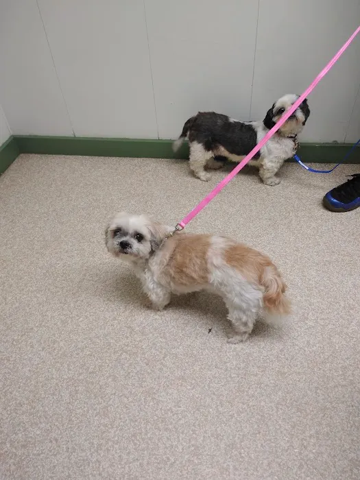 Waterford Animal Hospital Picture 5