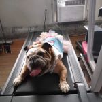 Waterford Animal Hospital