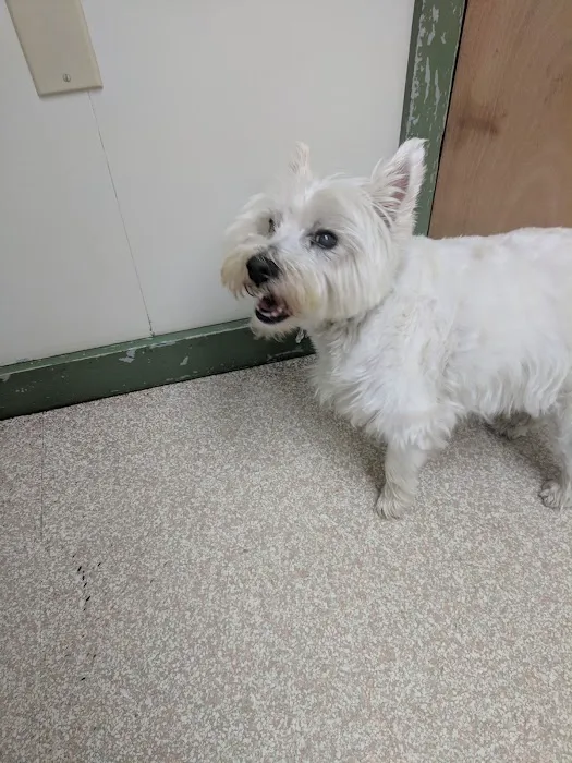 Waterford Animal Hospital Picture 10