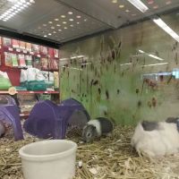 Petco ico