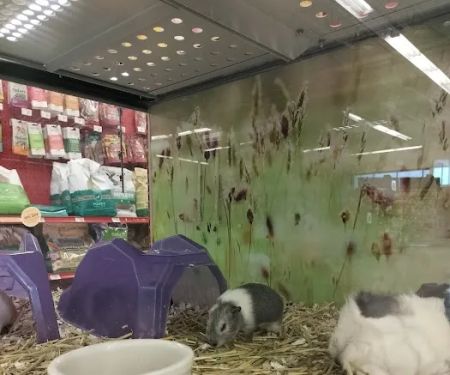 Petco