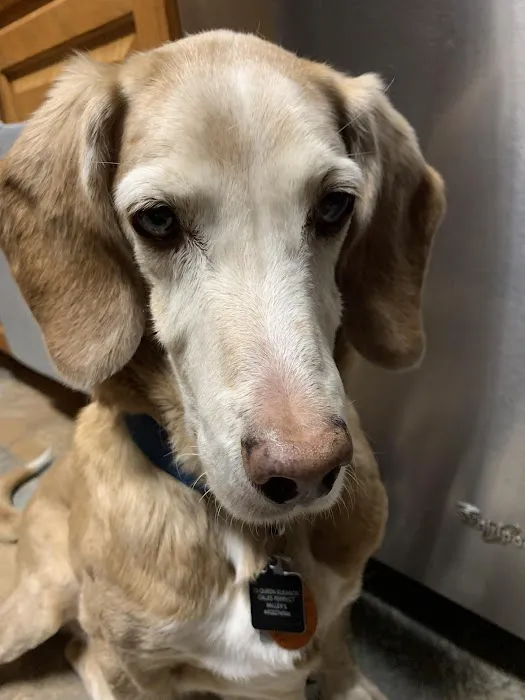 Groton Ledyard Veterinary Hospital Picture 10