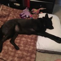 Groton Ledyard Veterinary Hospital ico