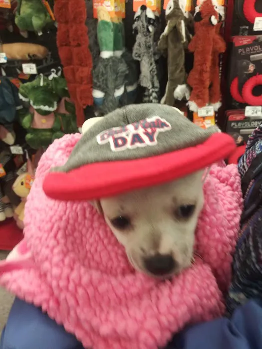 Petco Picture 5