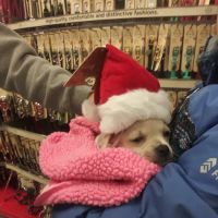 Petco ico